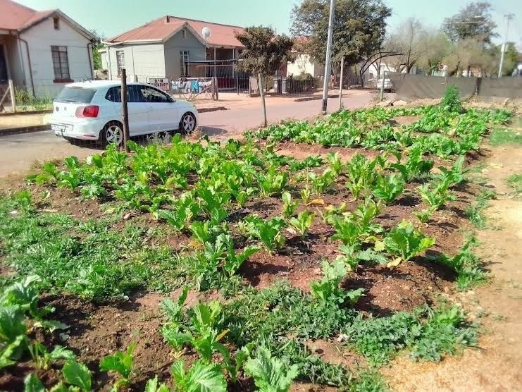 how-to-turn-your-backyard-into-a-vegetable-garden-step-by-step